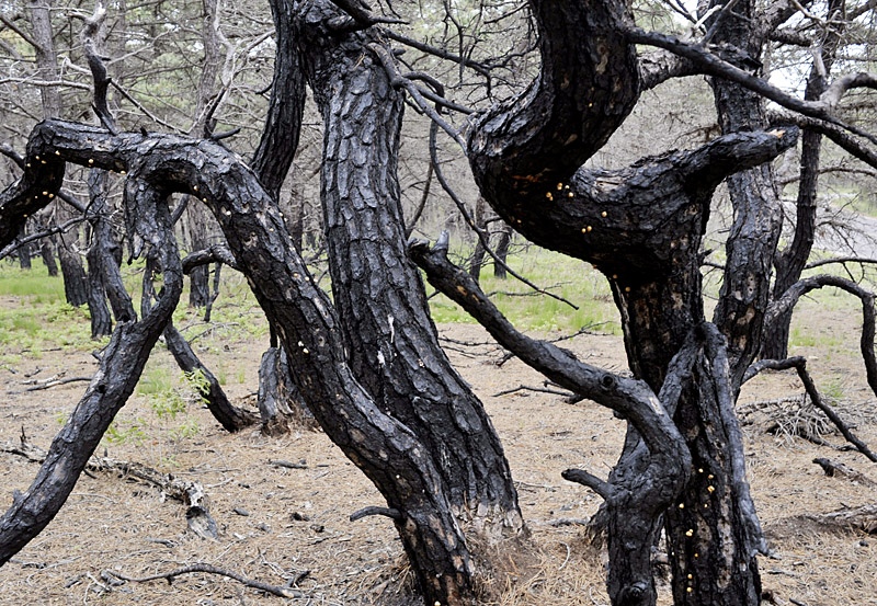 Cape Cod, spalony las, fot. St. Kulawiak