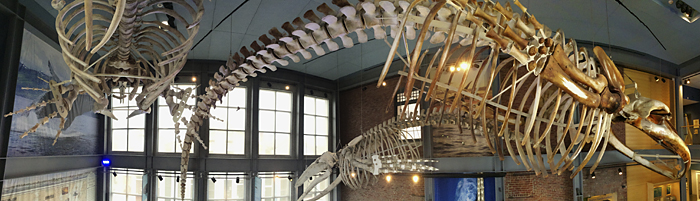 New Bredford, muzeum wielorybów, fot. Eric Lewandowski